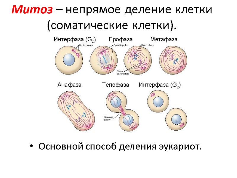 Митоз – непрямое деление клетки (соматические клетки). Основной способ деления эукариот.